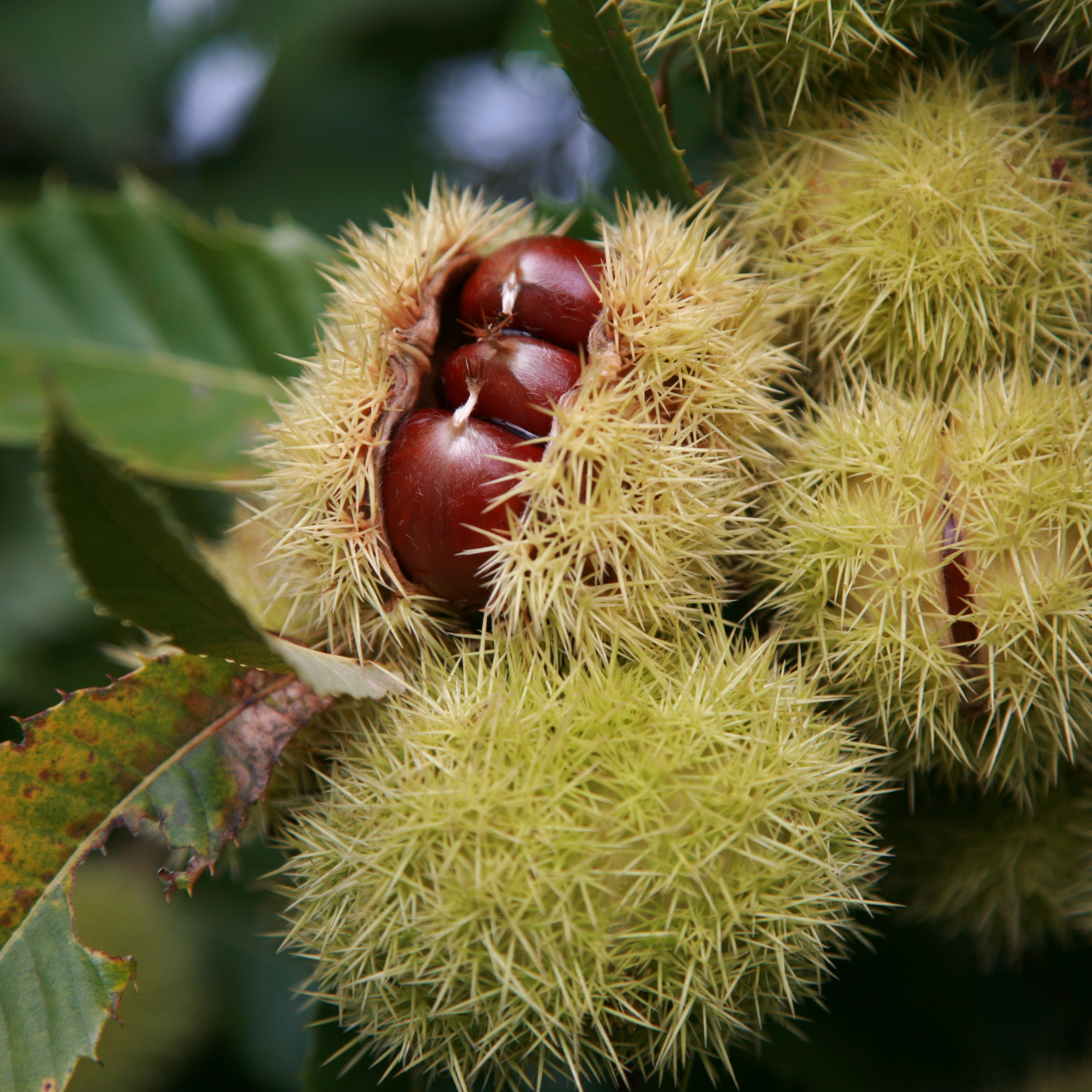 Gekochte und vakuumierte Maronen